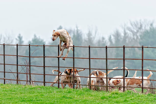 paquete dog jumps de una valla en la rural región de inglaterra - hound fotografías e imágenes de stock