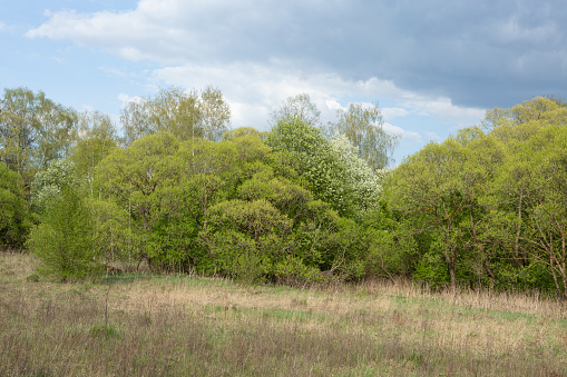 Spring forest landscape with fresh green foliage for publication, poster, calendar, post, screensaver, wallpaper, postcard, banner, cover. High quality photography