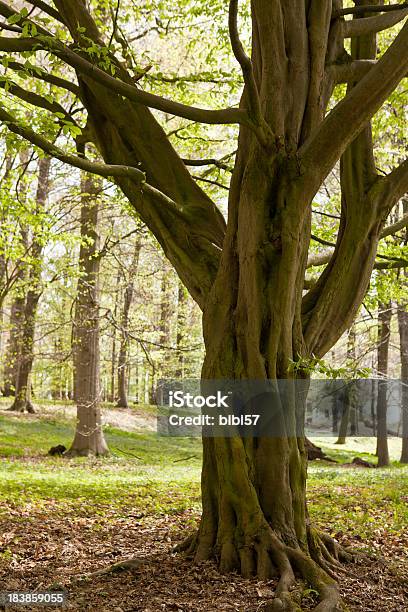 Carpinus Betulus ﾀｯｷｴ 또는 공통접지 서어나무 서어나무에 대한 스톡 사진 및 기타 이미지 - 서어나무, 0명, 나무