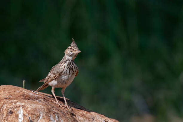 istock Crested Lark (Galerida cristata) on a rock. Green, blurred background. 1838591942