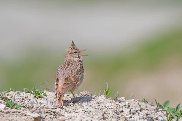 Crested Lark (Galerida cristata) singing on earthen ground. Yellow, blurred background. Crested Lark (Galerida cristata) singing on earthen ground. Yellow, blurred background. galerida cristata stock pictures, royalty-free photos & images