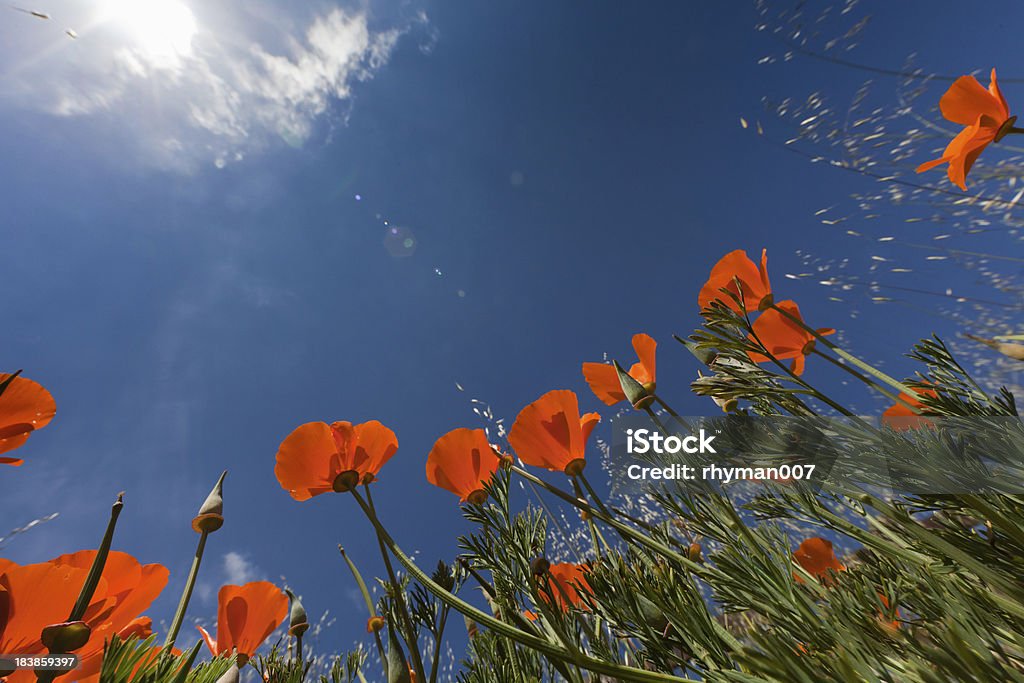 California Poppies - Foto stock royalty-free di Papavero della California