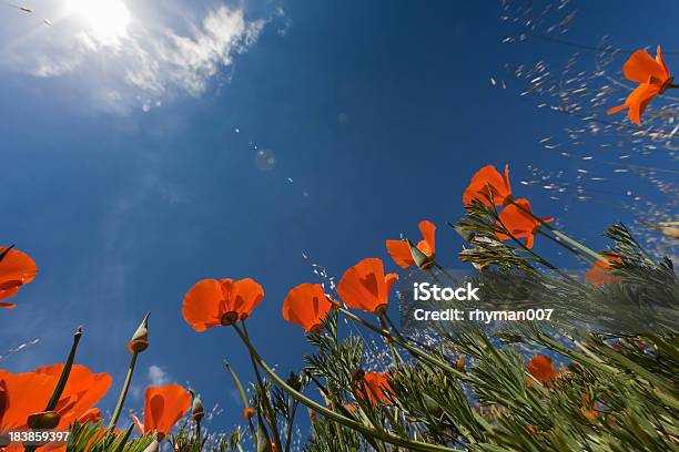 California Poppies - Fotografie stock e altre immagini di Papavero della California - Papavero della California, Ambientazione esterna, Arancione