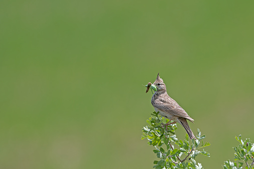 Crested Lark (Galerida cristata) on a tree branch with insects in its mouth. Green, blurred background.