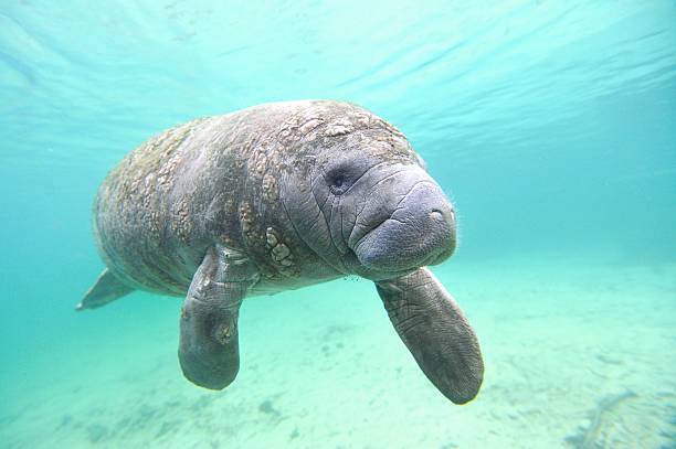 매너티 바다빛 cow - manatee 뉴스 사진 이미지