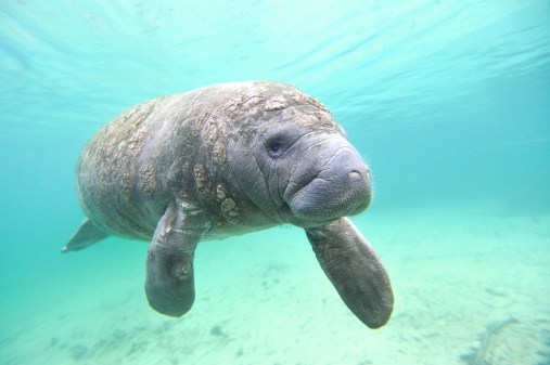 Florida Manatee resting peacefully in the calm waters of Crystal River