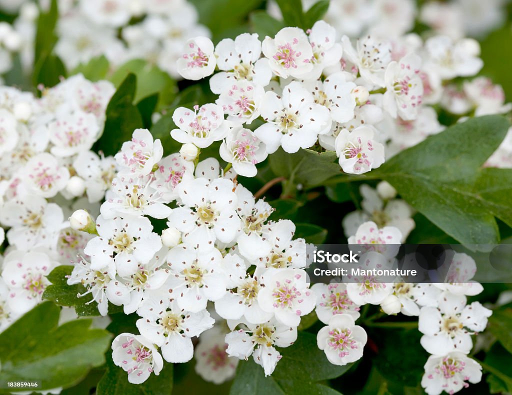 잎과 of 산사나무 (Crataegus monogyna) 또는 꽃송이 수 있습니다. - 로열티 프�리 산사나무 스톡 사진