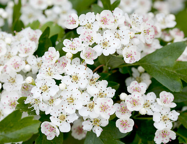 Blossoms of Hawthorn Crataegus monogyna or May Blossom Shrub or small Tree, 2-10m tall, branches usually spiny. Leaves wedge shaped, deeply 3-7 lobed. Flowers white or sometimes pinkish, 8-15mm, styles generally 1. Berry red with a mealy exterior, 8-10mm, oval in outline, containing a single Stone fruit. hawthorn stock pictures, royalty-free photos & images
