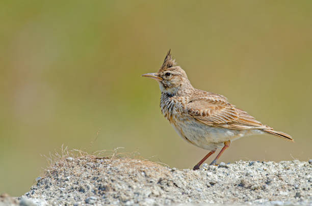 istock Crested Lark (Galerida cristata) on earthen ground. Yellow, blurred background. 1838594558