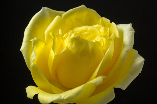 Photo of yellow rose flower blooming on black background. A rose is a woody perennial flowering plant of the genus Rosa, in the family Rosaceae, or the flower it bears. There are over three hundred species and tens of thousands of cultivars. They form a group of plants that can be erect shrubs, climbing, or trailing, with stems that are often armed with sharp prickles. Their flowers vary in size and shape and are usually large and showy, in colours ranging from white through yellows and reds. Most species are native to Asia, with smaller numbers native to Europe, North America, and northwestern Africa. Species, cultivars and hybrids are all widely grown for their beauty and often are fragrant. Roses have acquired cultural significance in many societies. Rose plants range in size from compact, miniature roses, to climbers that can reach seven meters in height.
