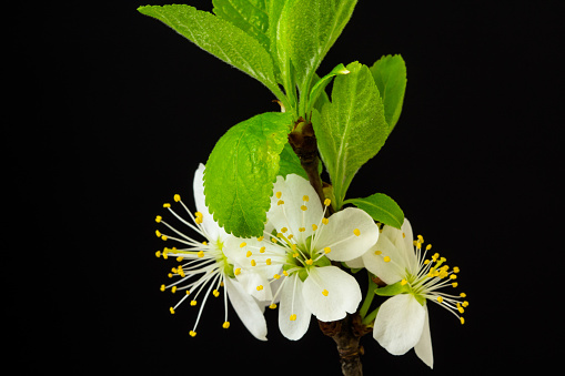 Photo of an Plum tree flower blossom bloom grow on a black background. Blooming small white flower of Prunus. 
Plums may have been one of the first fruits domesticated by humans. Three of the most abundant cultivars are not found in the wild, only around human settlements: Prunus domestica has been traced to East European and Caucasian mountains.
