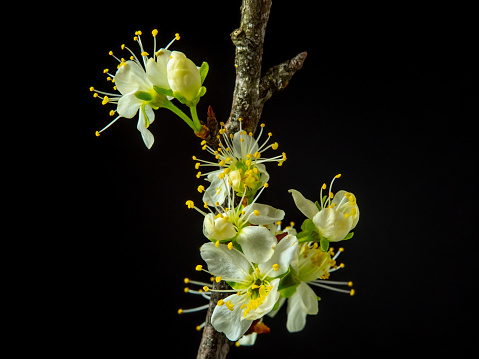 Photo of an Plum tree flower blossom bloom grow on a black background. Blooming small white flower of Prunus. 
Plums may have been one of the first fruits domesticated by humans. Three of the most abundant cultivars are not found in the wild, only around human settlements: Prunus domestica has been traced to East European and Caucasian mountains.