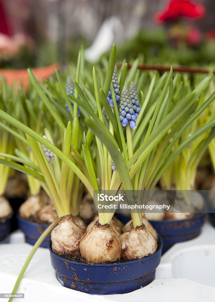 Traube Hyazinthen für den Verkauf im Flower Market - Lizenzfrei Blume Stock-Foto