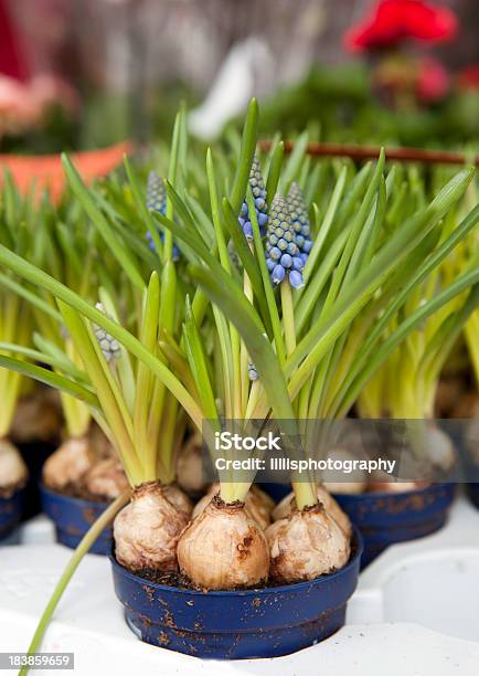 Traube Hyazinthen Für Den Verkauf Im Flower Market Stockfoto und mehr Bilder von Blume - Blume, Blumenmarkt, Blumentopf