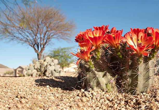 claret cup-igel blüten - sonoran desert cactus flower head southwest usa stock-fotos und bilder