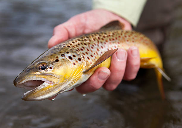 istock Man Holding Brown Trout Before Releasing It. 183859833