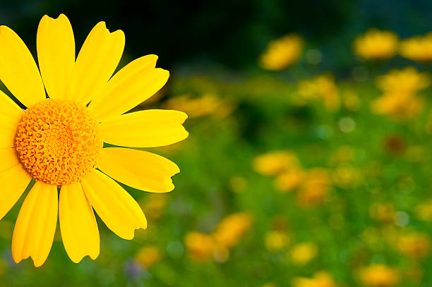 istock Yellow Flower in meadow field 183859968