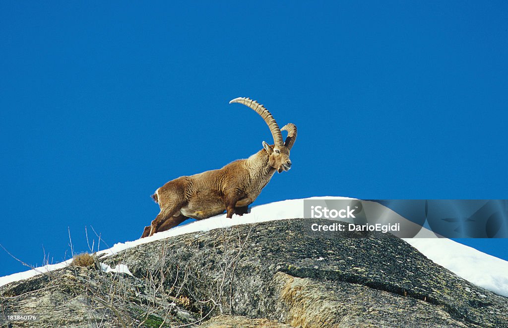 Animali, capra di montagna - Foto stock royalty-free di Montagna
