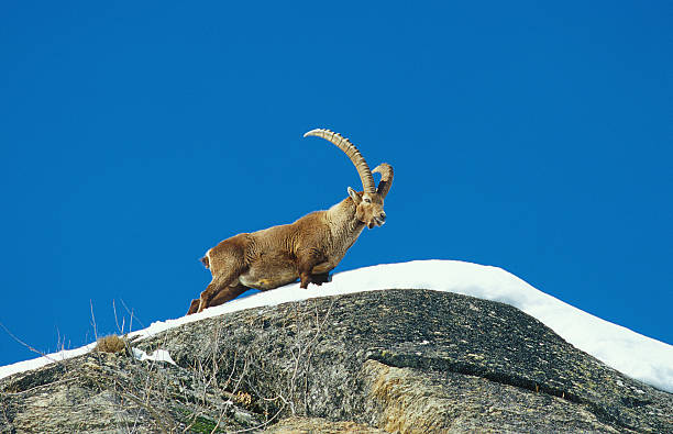 istock Beautiful alpin ibex on the snow, blue sky on background 183860176