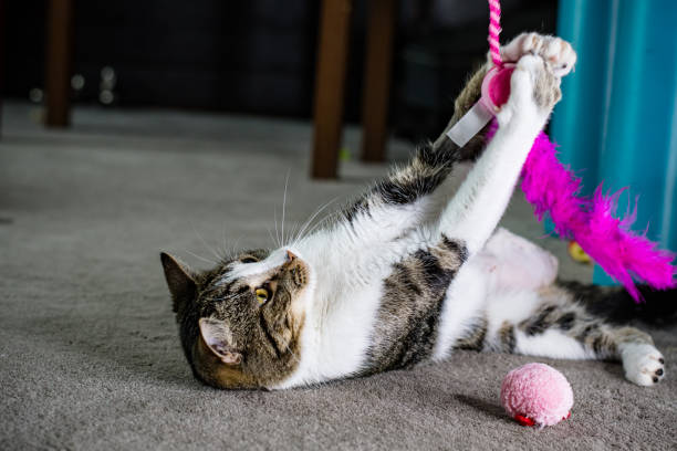 istock A Three-Legged Cat's Spirited Feathery Adventure 1838602806