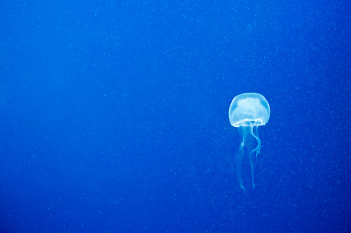 Royalty free stock photo of swimming jellyfish on blue background.