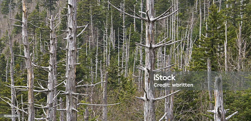 Dead árvores nas Smoky Mountains - Foto de stock de Appalachia royalty-free