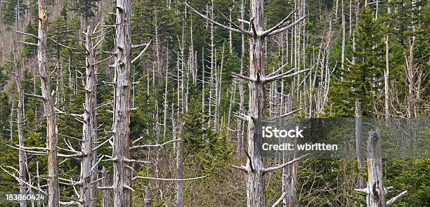 Foto de Dead Árvores Nas Smoky Mountains e mais fotos de stock de Appalachia - Appalachia, Conceito, Desastre ecológico