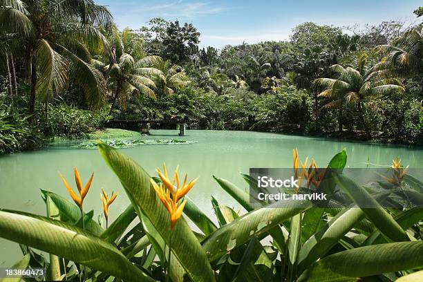 Lagoon At Cranbrook Flower Forest Stock Photo - Download Image Now - Jamaica, Rainforest, Flower