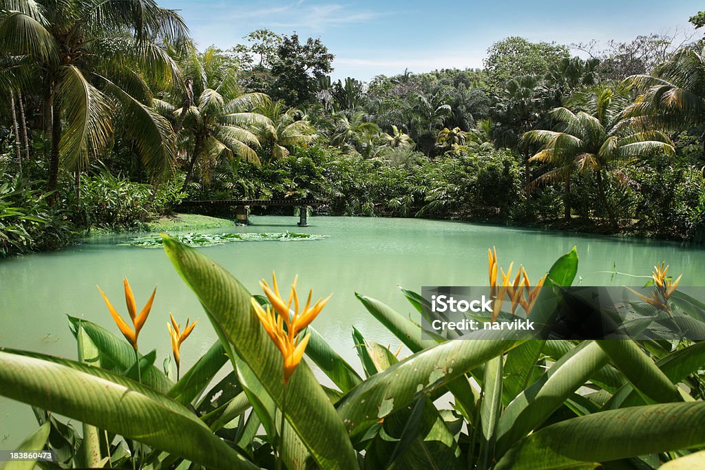 Lagoa da Cranbrook flower forest - Foto de stock de Jamaica royalty-free