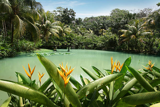 em cranbrook flor de lagoa - tropical rainforest jamaica tropical climate rainforest imagens e fotografias de stock