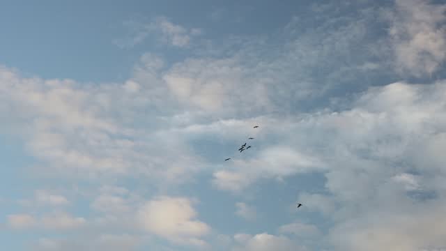 Looking Up At Sillhouute Of Birds Flying Against Light Clouds And Blue Sky. Slow Motion Tracking Shot