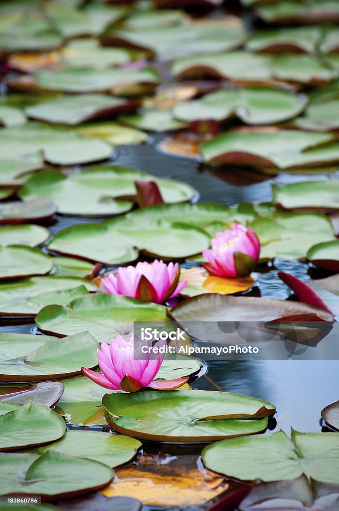 Das ninfeias-de-rosa com grandes folhas verdes água-VII - Foto de stock de Alimento Transgênico royalty-free