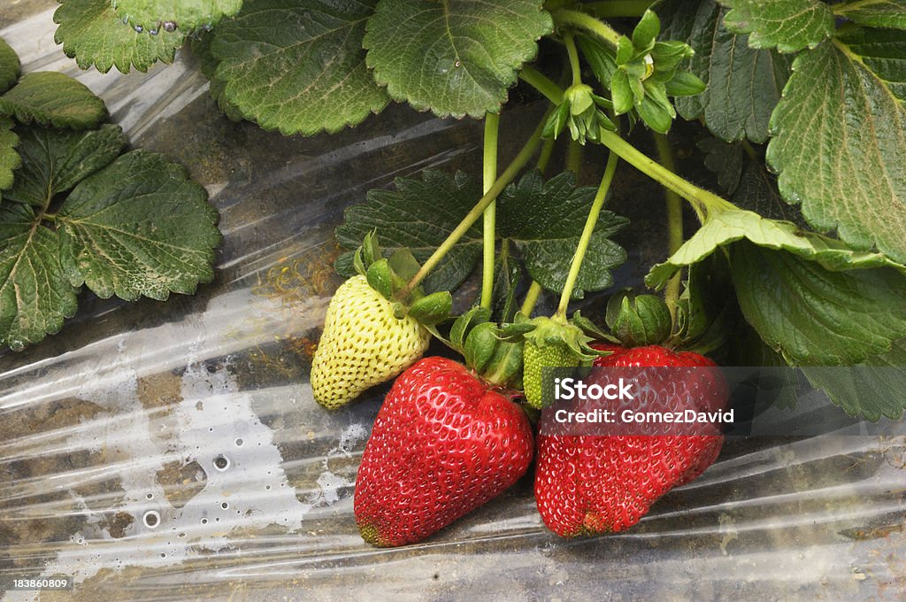 Close-up de maturação Strawberies na vinha - Foto de stock de Agricultura royalty-free