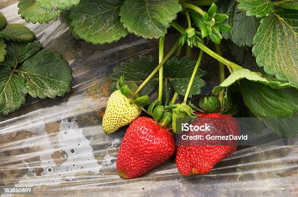 Foto de Closeup De Maturação Strawberies Na Vinha e mais fotos de stock de Agricultura - Agricultura, Alimentação Saudável, Antioxidante