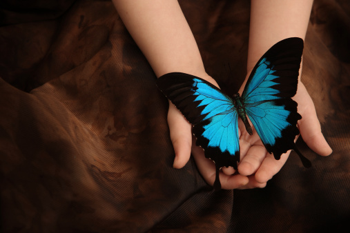Two year old girls hands holding big dunk island butterfly