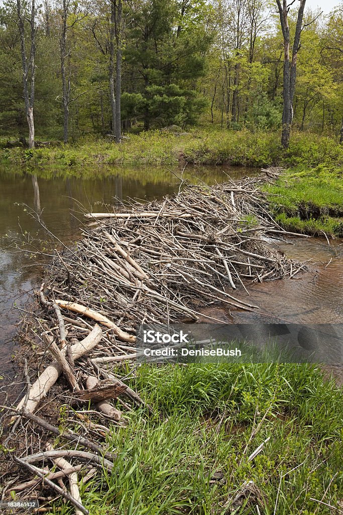 North American Beaver Dam - Foto de stock de Castor royalty-free