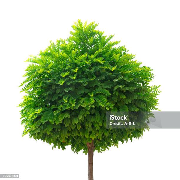 Kleiner Baum Stockfoto und mehr Bilder von Ast - Pflanzenbestandteil - Ast - Pflanzenbestandteil, Baum, Bildkomposition und Technik