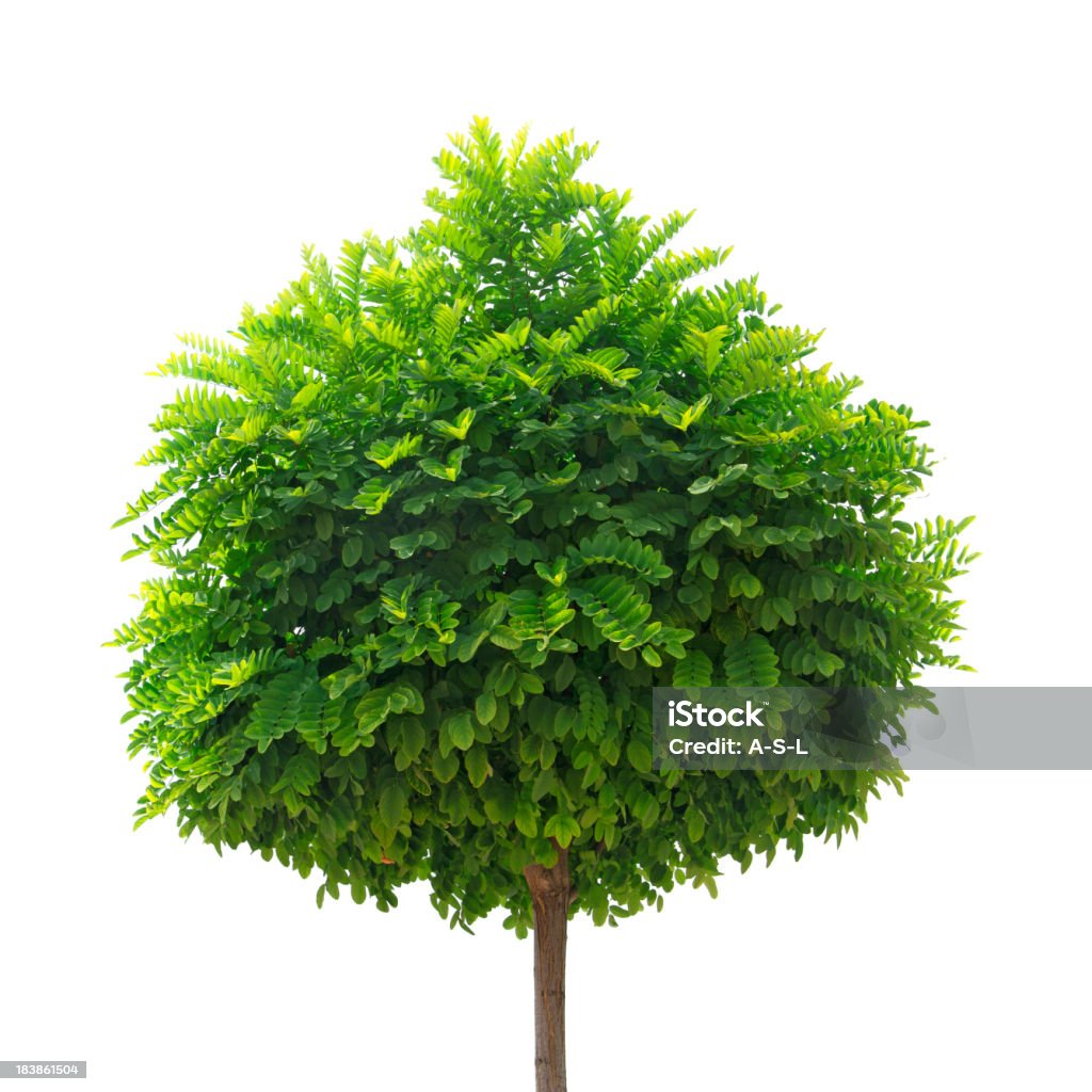 Piccolo albero - Foto stock royalty-free di Albero