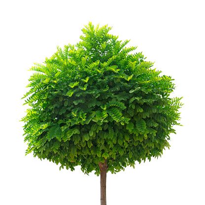 Green small tree isolated on white background