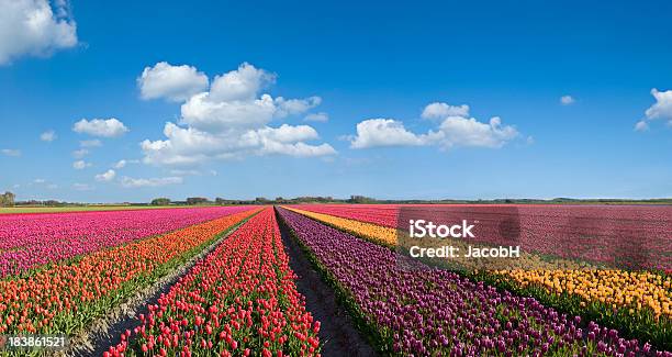 Coloridos Tulipanes Foto de stock y más banco de imágenes de Agricultura - Agricultura, Aire libre, Ajardinado