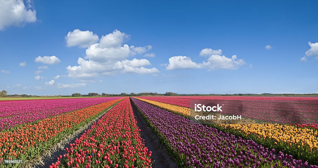 Kolorowe Tulipany - Zbiór zdjęć royalty-free (Bez ludzi)