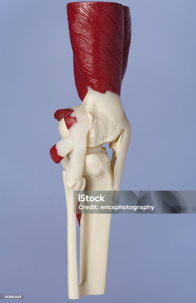 Menschliches Knie - Lizenzfrei Gerader Muskel des Oberschenkels Stock-Foto