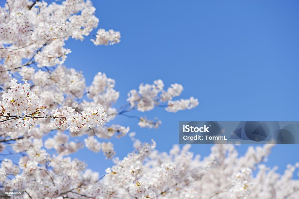 Cherry Blossom - Foto de stock de Cerejeira - Árvore Frutífera royalty-free