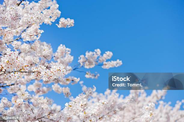 Foto de Cherry Blossom e mais fotos de stock de Cerejeira - Árvore Frutífera - Cerejeira - Árvore Frutífera, Cidade de Quioto, Cultura Japonesa