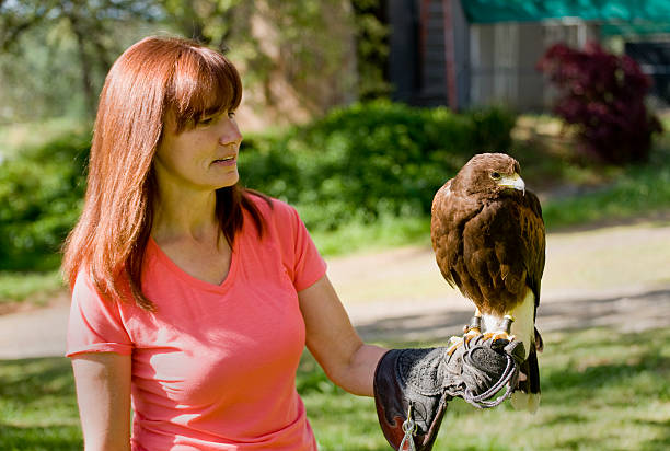 istock Falconer and Harris Hawk 183861958