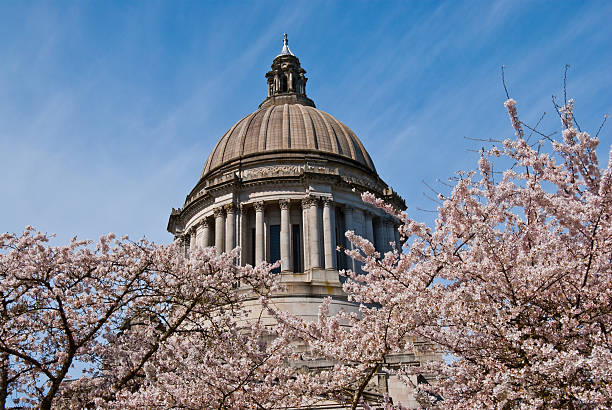 istock Cherry Blossoms Frame the Washington State, Capitol Dome 183861976
