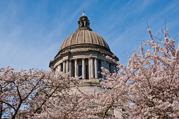 Cherry Blossoms Frame the Washington State, Capitol Dome Cherry blossoms frame the Washington State, Capitol building in Olympia, Washington State, USA. jeff goulden government building stock pictures, royalty-free photos & images