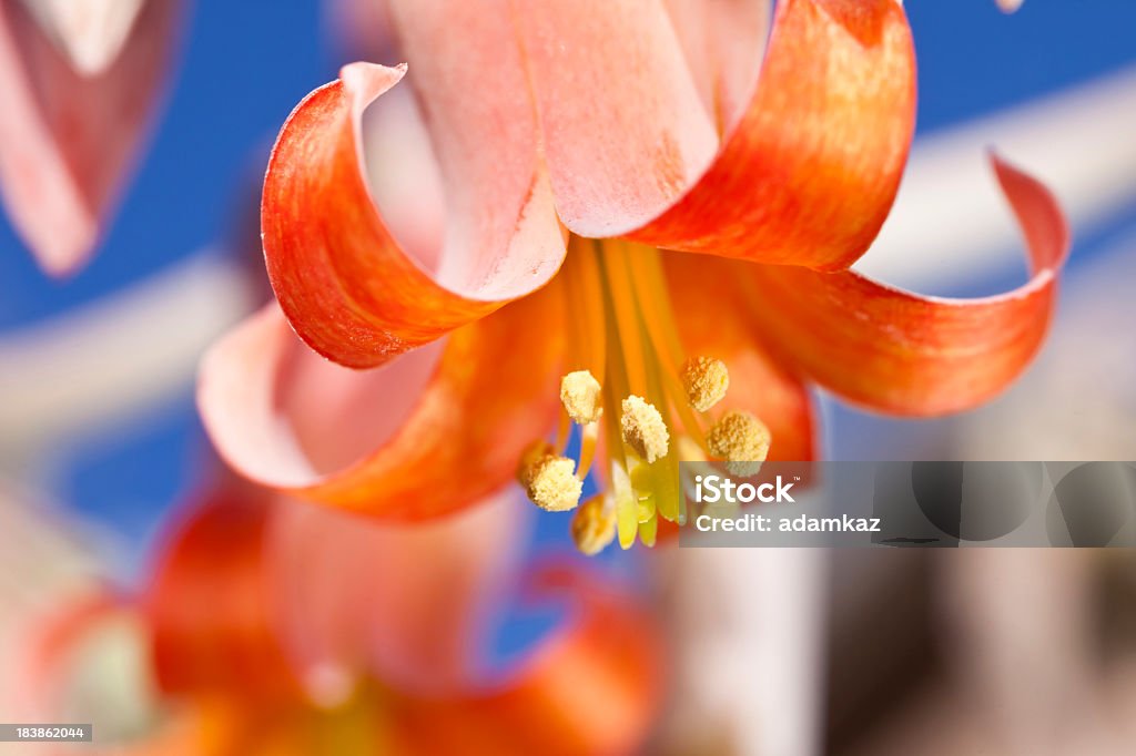 핑크 다육 식물 꽃을 - 로열티 프리 0명 스톡 사진