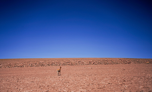 Guanaco Vicuna in the wild of Atacama Desert, Andes altiplano, Chile