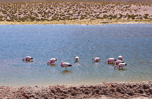 Wild Flamingos in Laguna Chaxa Park of atacama desert, San Pedro de Atacama, Chile